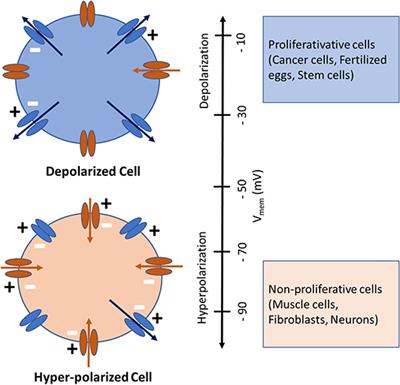 Role of Bioelectricity During Cell Proliferation in Different Cell Types